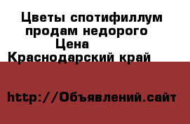 Цветы спотифиллум продам недорого › Цена ­ 350 - Краснодарский край  »    